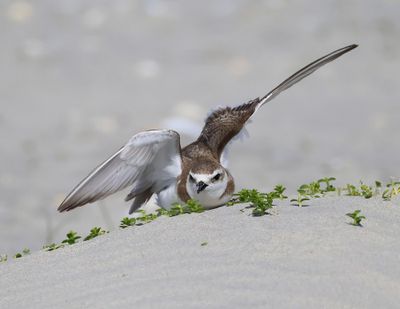Strandplevier - Kentish Plover