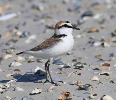 Strandplevier - Kentish Plover
