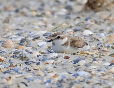 Strandplevier - Kentish Plover