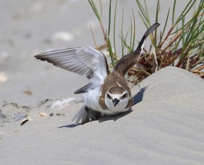 Strandplevier - Kentish Plover