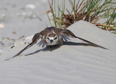 Strandplevier - Kentish Plover