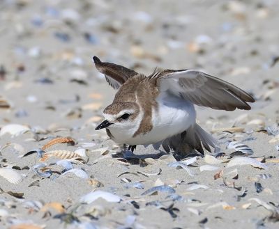 Strandplevier - Kentish Plover