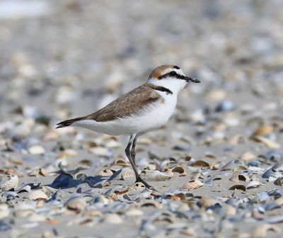 Strandplevier - Kentish Plover