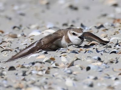 Strandplevier - Kentish Plover
