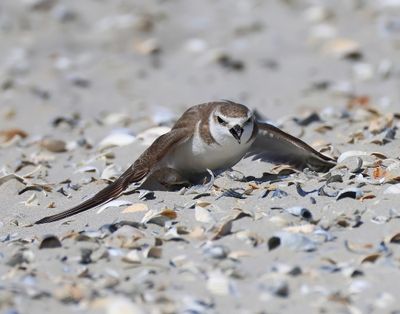 Strandplevier - Kentish Plover