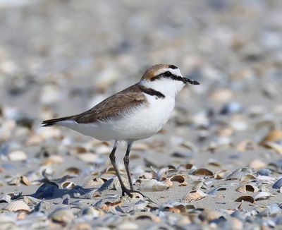 Strandplevier - Kentish Plover
