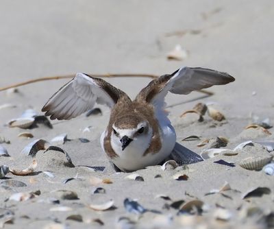 Strandplevier - Kentish Plover