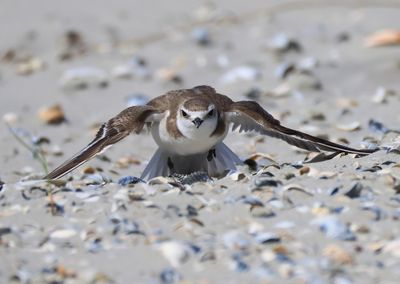 Strandplevier - Kentish Plover