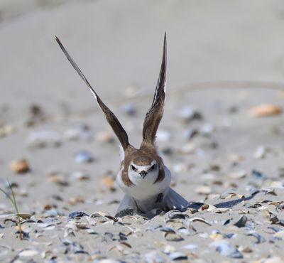 Strandplevier - Kentish Plover