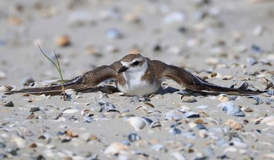 Strandplevier - Kentish Plover