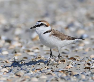 Strandplevier - Kentish Plover