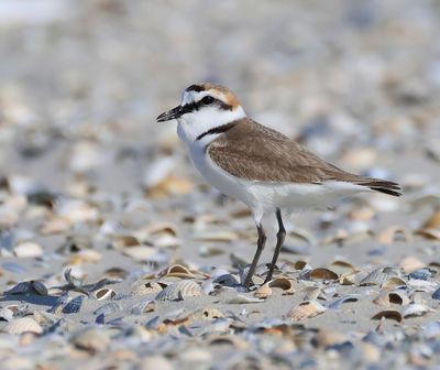 Strandplevier - Kentish Plover