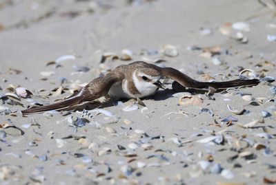 Strandplevier - Kentish Plover