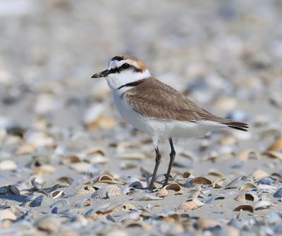 Strandplevier - Kentish Plover