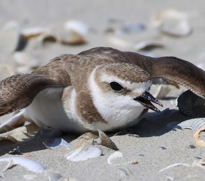 Strandplevier - Kentish Plover