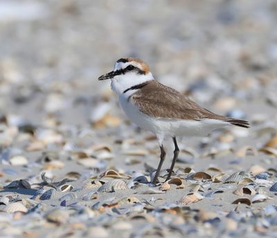 Strandplevier - Kentish Plover