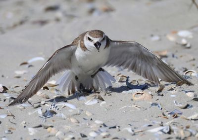 Strandplevier - Kentish Plover