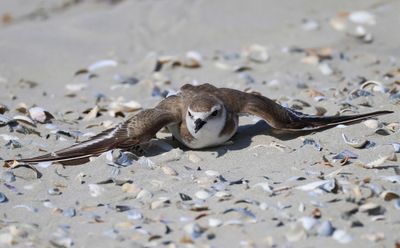 Strandplevier - Kentish Plover