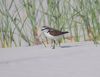 Strandplevier - Kentish Plover