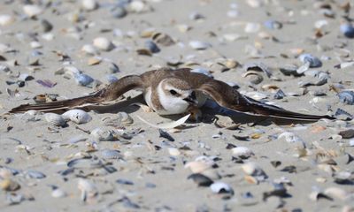 Strandplevier - Kentish Plover