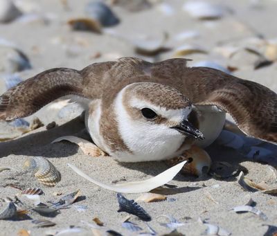 Strandplevier - Kentish Plover