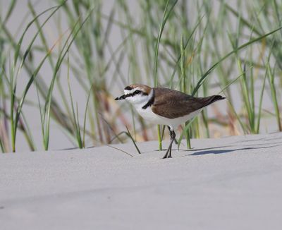 Strandplevier - Kentish Plover