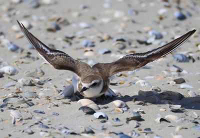 Strandplevier - Kentish Plover