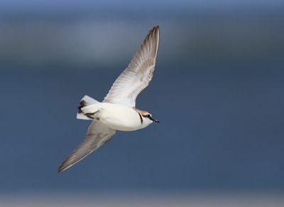Strandplevier - Kentish Plover