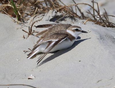 Strandplevier - Kentish Plover