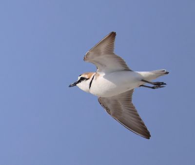 Strandplevier - Kentish Plover