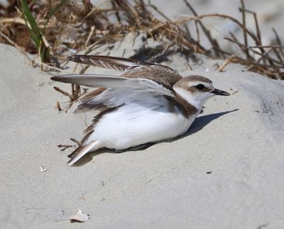 Strandplevier - Kentish Plover