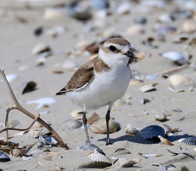 Strandplevier - Kentish Plover