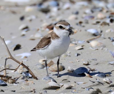 Strandplevier - Kentish Plover