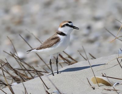 Strandplevier - Kentish Plover
