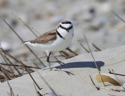Strandplevier - Kentish Plover