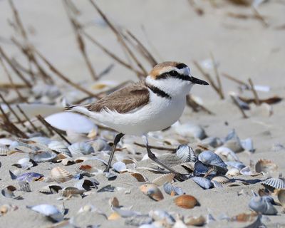Strandplevier - Kentish Plover