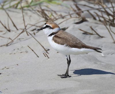 Strandplevier - Kentish Plover