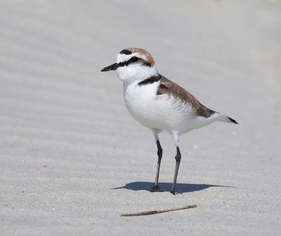 Strandplevier - Kentish Plover