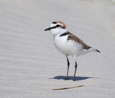 Strandplevier - Kentish Plover
