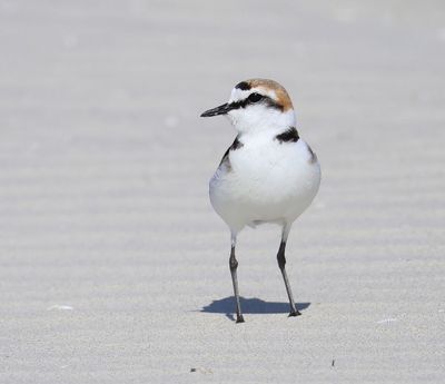 Strandplevier - Kentish Plover