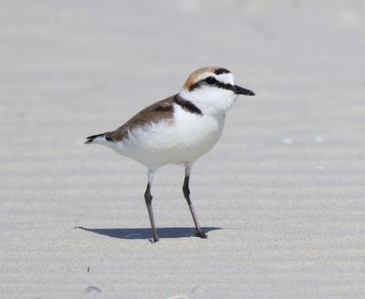 Strandplevier - Kentish Plover