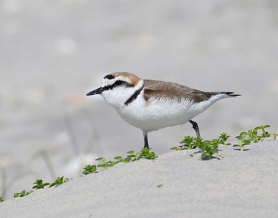 Strandplevier - Kentish Plover