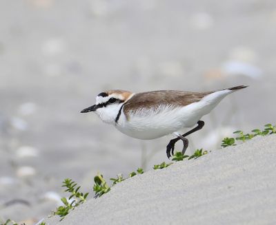 Strandplevier - Kentish Plover