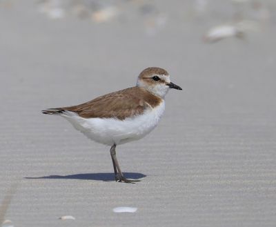 Strandplevier - Kentish Plover