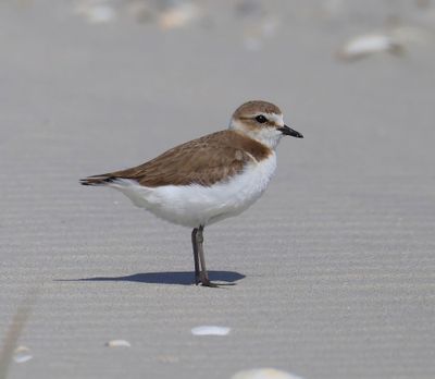 Strandplevier - Kentish Plover
