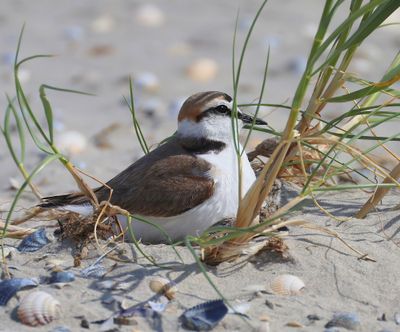 Strandplevier - Kentish Plover