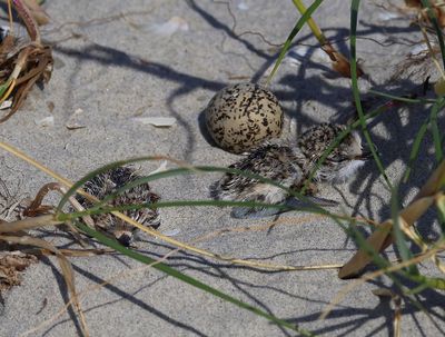 Strandplevieren - Kentish Plovers