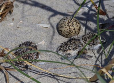 Strandplevier- Kentish Plover
