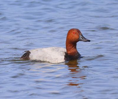 Tafeleend - Common Pochard
