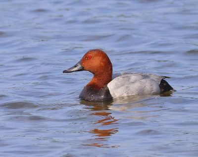 Tafeleend - Common Pochard